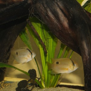 Maroni-Buntbarschpäärchen