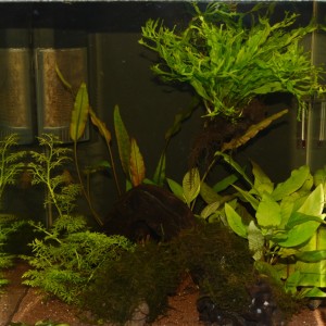 Holzstück mit Windelov und Sauger